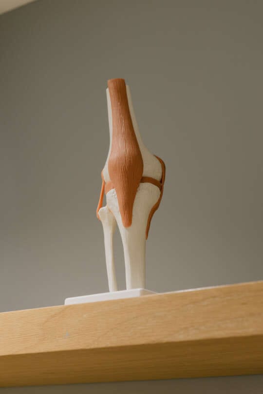 scientific model of knee joint on shelf